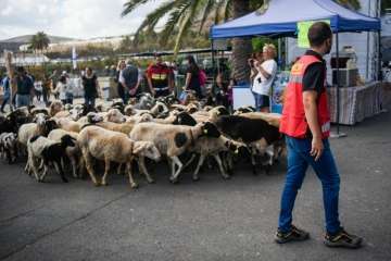 Más de 900 animales en la Feria de Ganado de Gran Canaria (Foto TA)